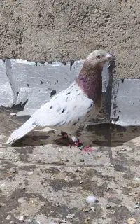 ماده کله هما