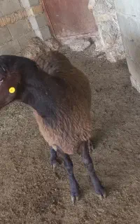 قوچ هترو و همو چند قلوزا