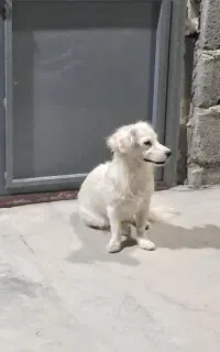 دوتا سگه خوشکل و شیطون