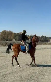 اسب عرب کورسی