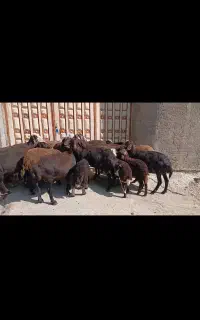 میش و بره