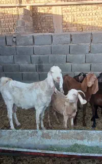 بزپاکستانی