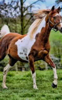 خرید اسب پالونی