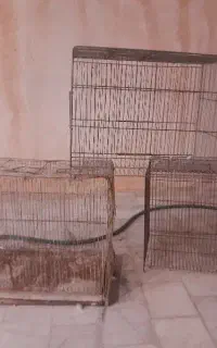 قفس قناری