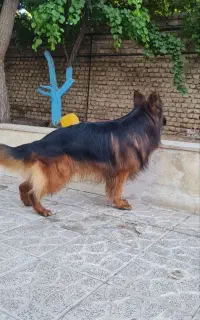 سگ شولاین آلمان  عربی
