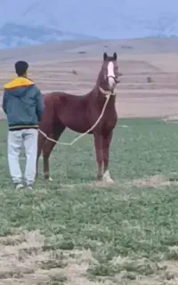 اسب نریون