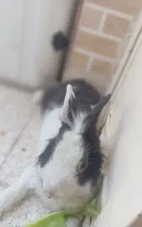 خرگوش