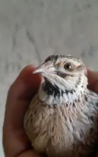 بلدرچین نر