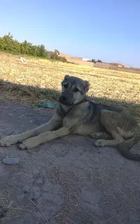سگ نر عراقی