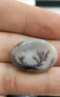 شجر قائن تک‌درخت طبیعیت برگ