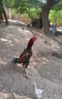 تخم لاری