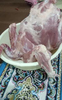 بوقلمون گوشتی زنده وگوشت