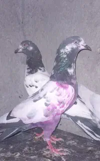 کبوتر سرور  هفت رنگ  و ابلغ پاچکمه و پاکستانی