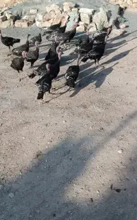 بیست عدد بوقلمون