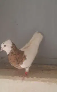 نرطوق زرد خالسیاه