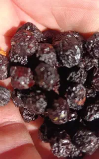 آلبالو خشک تمیز