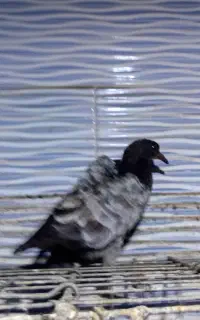 کبوتر کله سبز جوجه