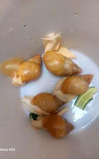 حلزون برای کسب کار و...