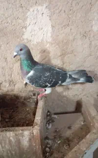 کبوتر