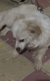 سگ پاکوتا