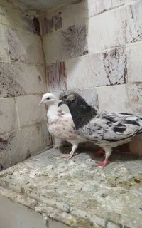 جفت کفتر سرور و هما معاوضه با زاغ دم سفید