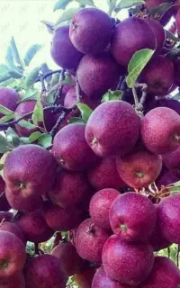 باغچه میوه سیب الو و شلیل  نقدا اجاره میکنم