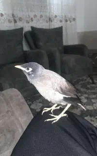 مرغ مینا
