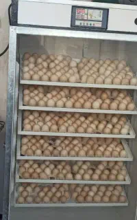 دستگاه جوجه کشی 504تایی