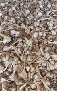 سیر خشک