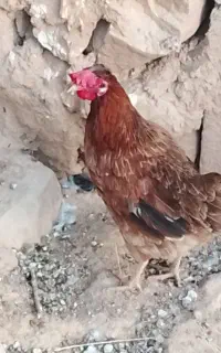 مرغ محلی