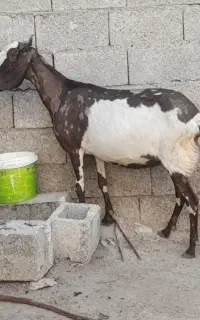 بز آبستن