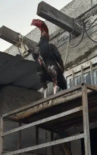 خروس