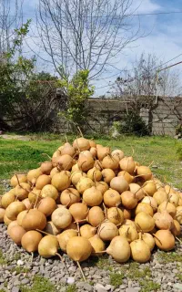 کدو گورد (gourd)
