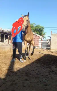 اسب