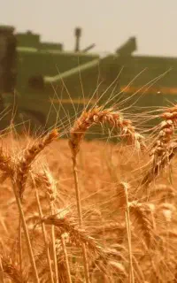 گندمت ضعیف میشه پنجه‌زنی کمه ریشه‌ها ضعیفن