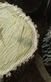 چوب‌توت