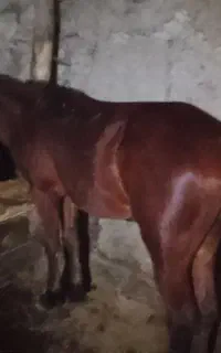 کره مادیان 7ماهه