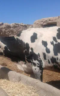 گاو 6ماه اوستن شکم دو