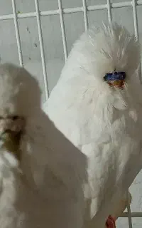 مرغ عشق انگلیسی +A