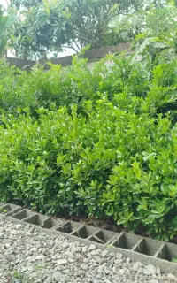 فروش تعدادی شمشاد پرتقالی زمینی