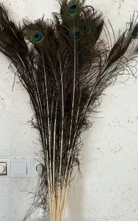 پر طاووس