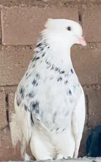 کبوتر‌طوقی