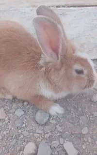 خرگوش