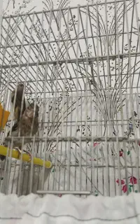 جوجه سهره قناری ابلغ معاوضه با جوجه سهره