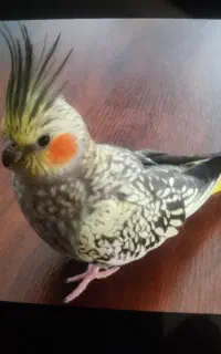 عروس هلندی گمشده