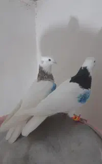 کبوتر
