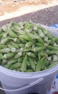 بامیه درجه۱