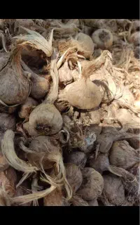 پیاز زعفران