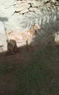 گیسه شهری