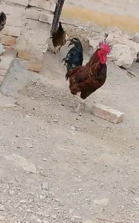 خروس محلی اصل